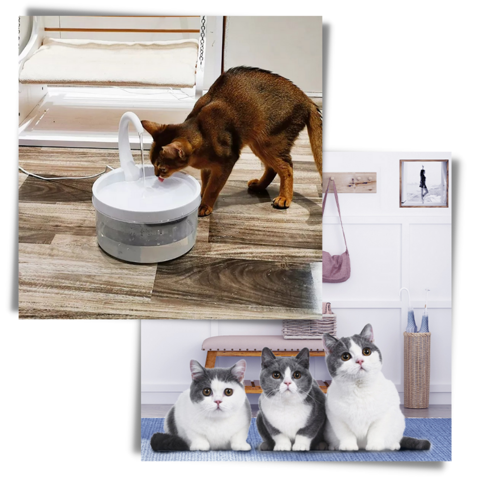Fontaine d'eau automatique pour chat avec lumière LED