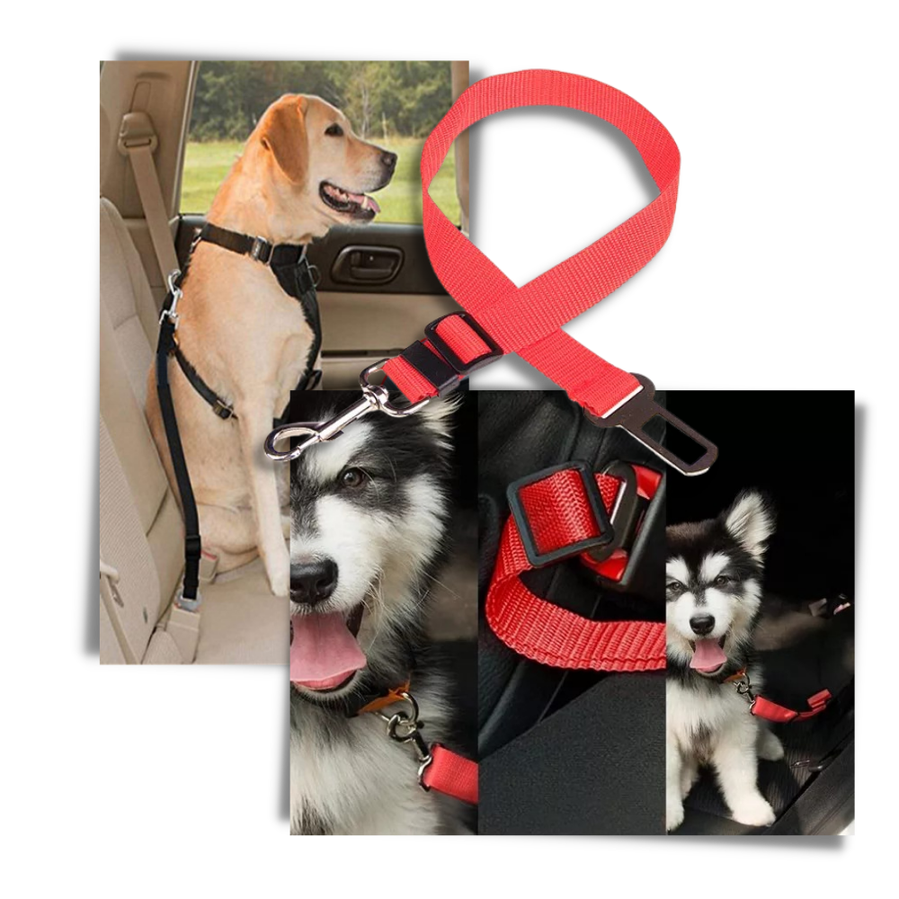 Ceinture de sécurité réglable pour chiens en voiture