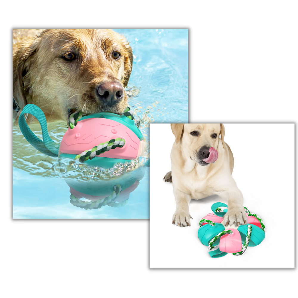 Ballon de frisbee pour chien