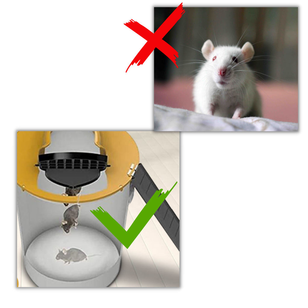 Piège à rats et souris par seau