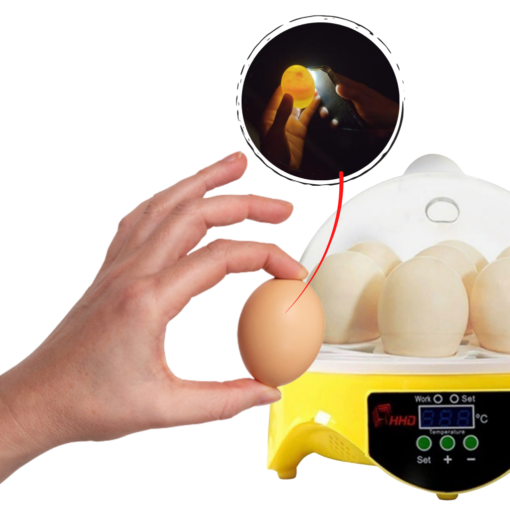 Mini incubateur automatique d'oeufs