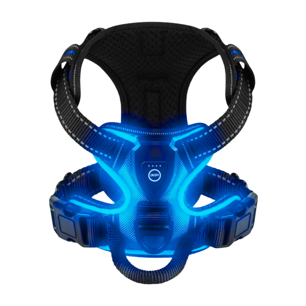 Harnais pour chien avec lumière LED clignotante