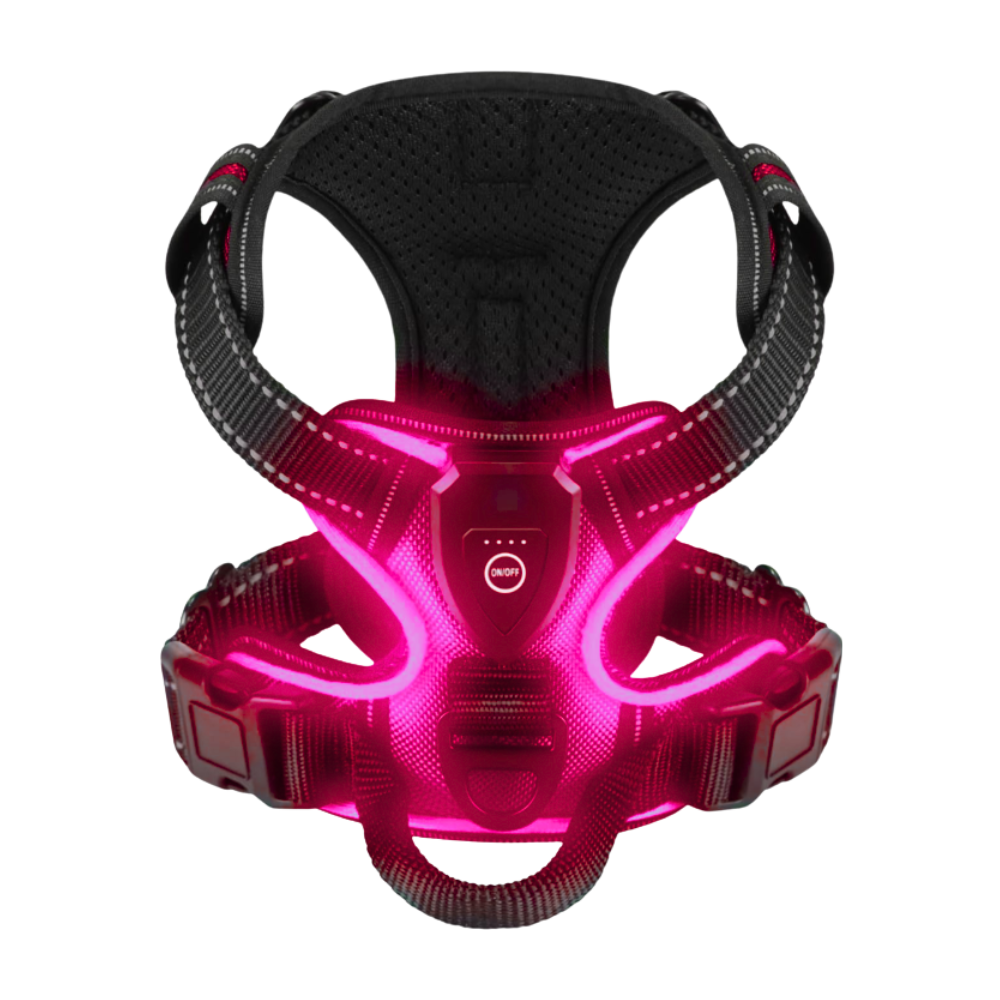 Harnais pour chien avec lumière LED clignotante
