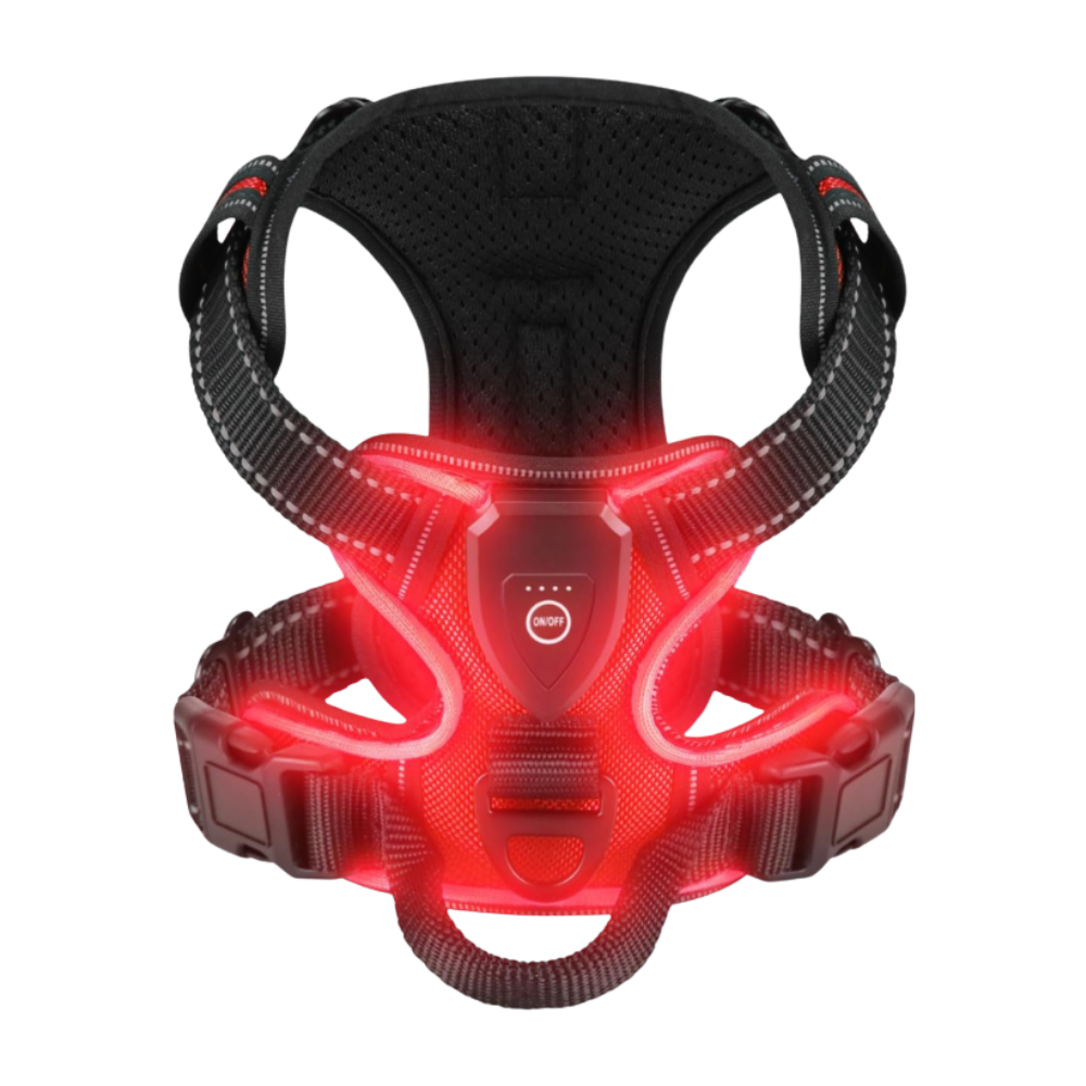 Harnais pour chien avec lumière LED clignotante